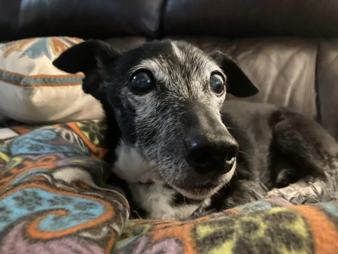 A happy dog whose health is tracked with FurSphere