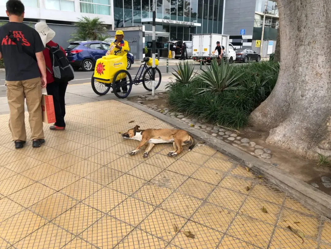 A community street dog supported through Stray Lookout